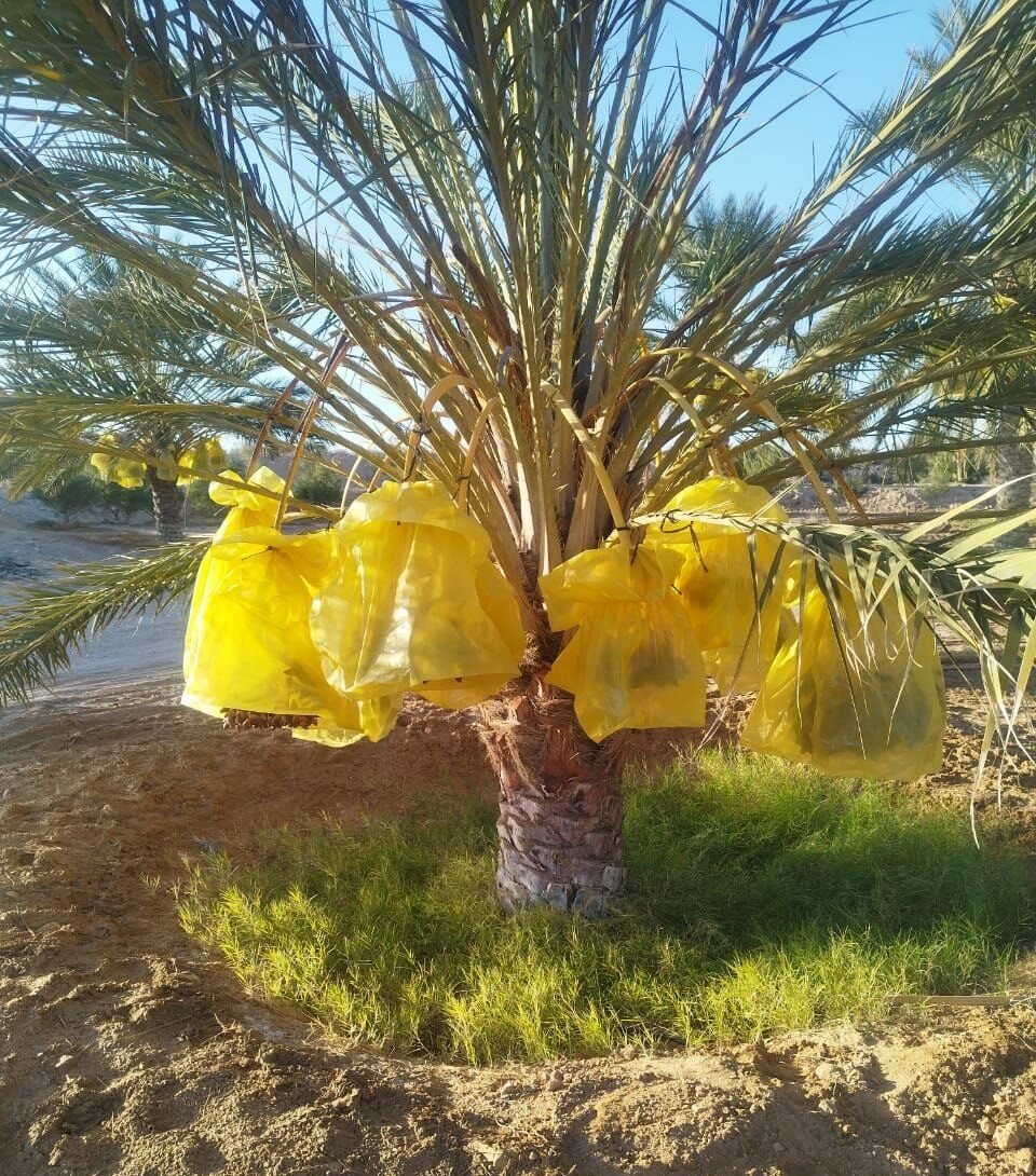 Date palm in Tolga, Biskra, Algeria