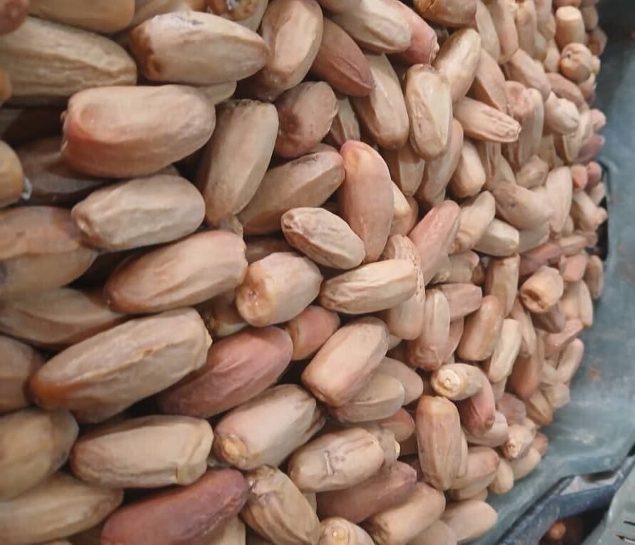 Dry stemless Deglet Nour dates